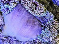 Fuzzy Navel Gigantea Carpet Anemone