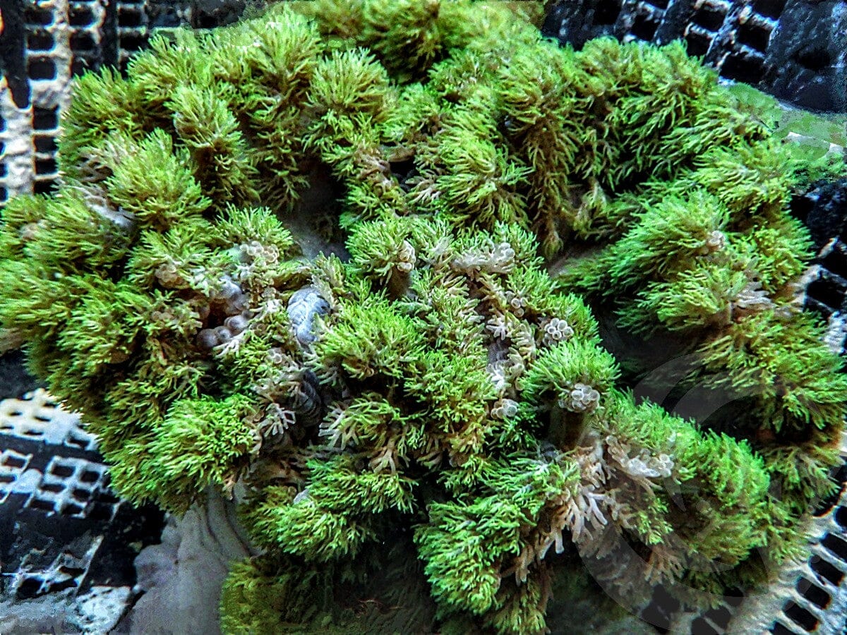 Fuzzball Hellfire Anemone