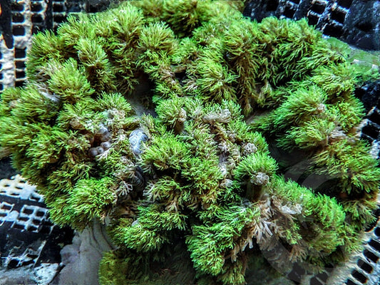 Fuzzball Hellfire Anemone