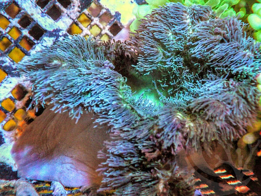 Unusual Hairy Fireball Anemone