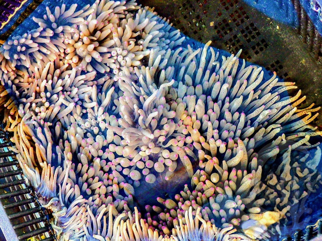 Pink tip Heteractis malu Anemone