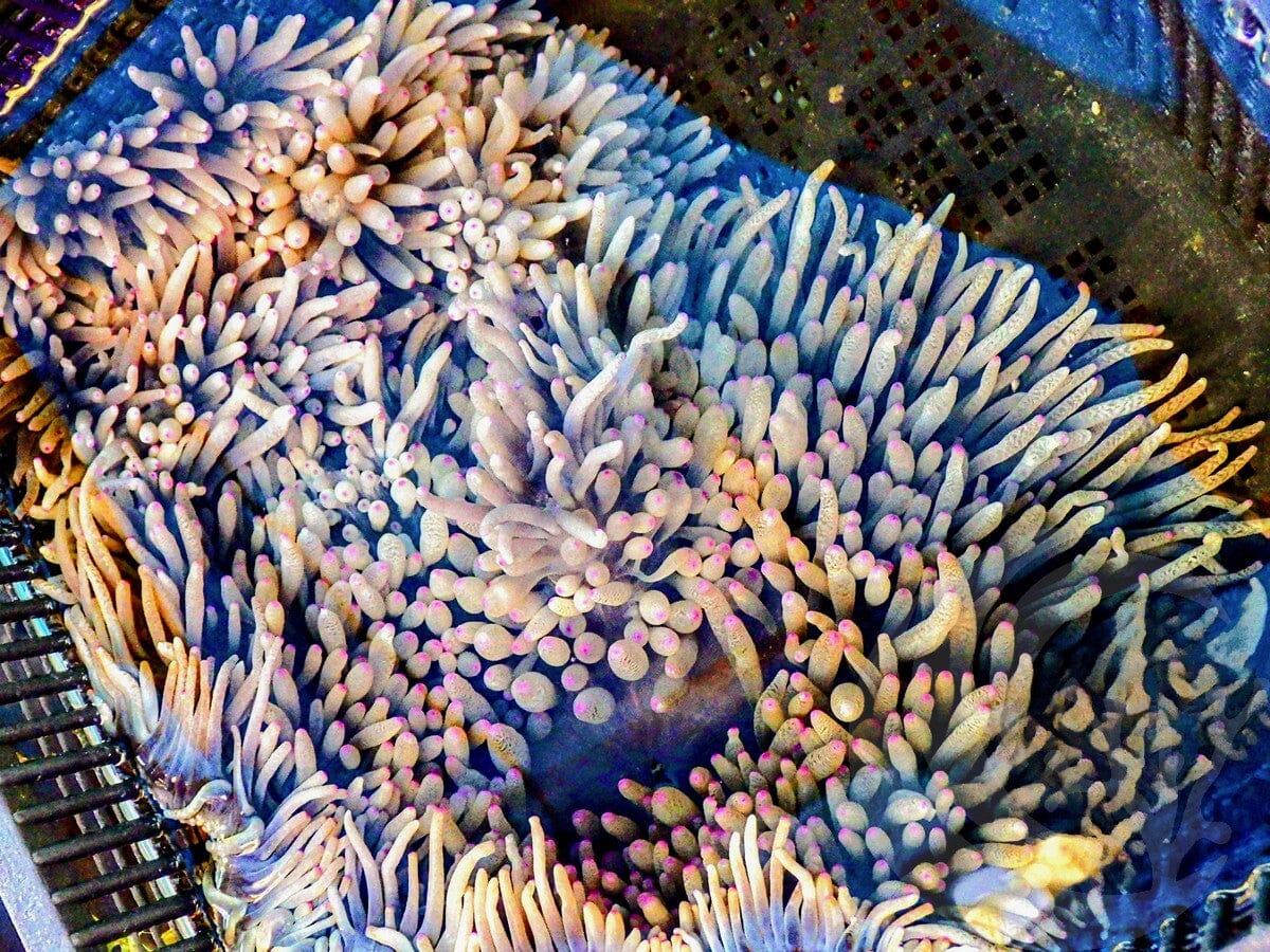 Pink tip Heteractis malu Anemone