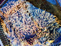 Pink tip Heteractis malu Anemone