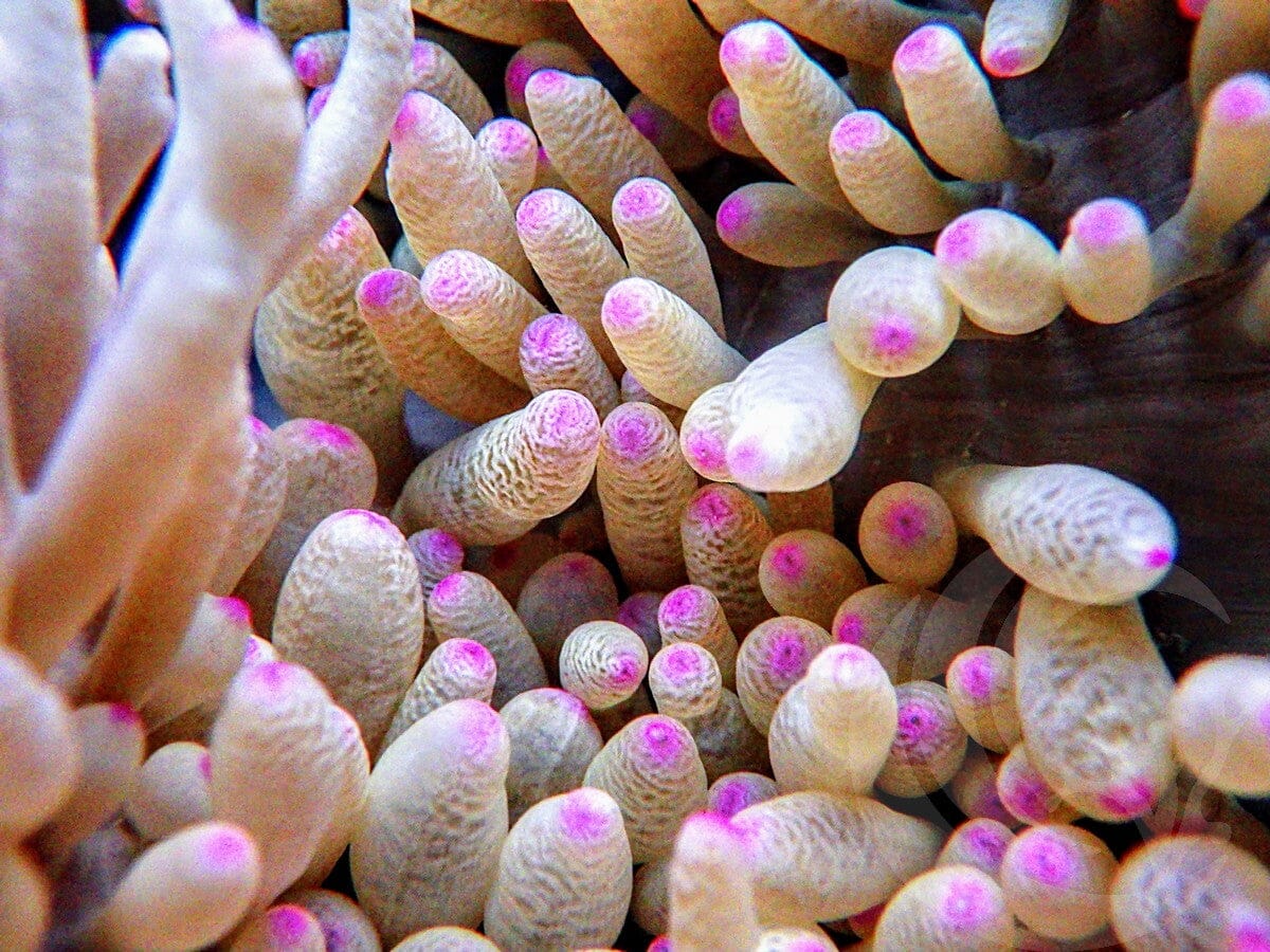 Pink tip Heteractis malu Anemone