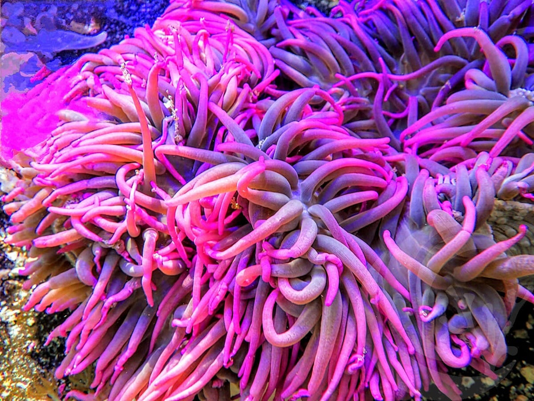 Neon Purple Heteractis crispa