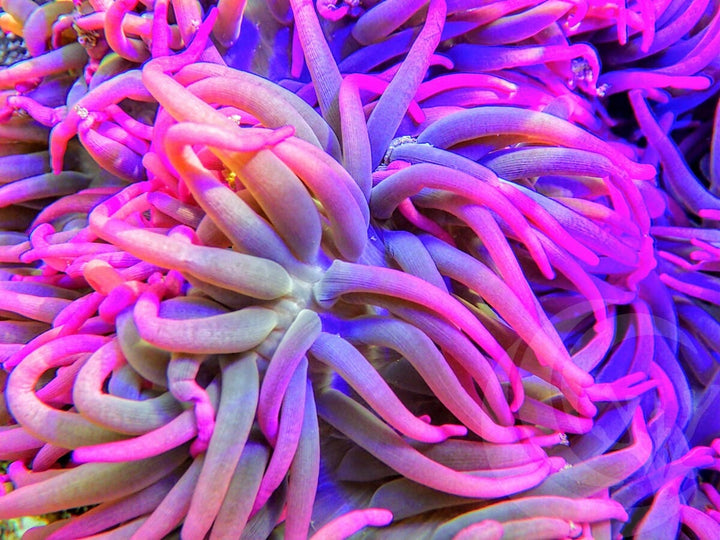 Neon Purple Heteractis crispa