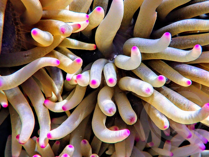 Pink tip Heteractis malu