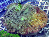 Green Mottled Pizza Anemone