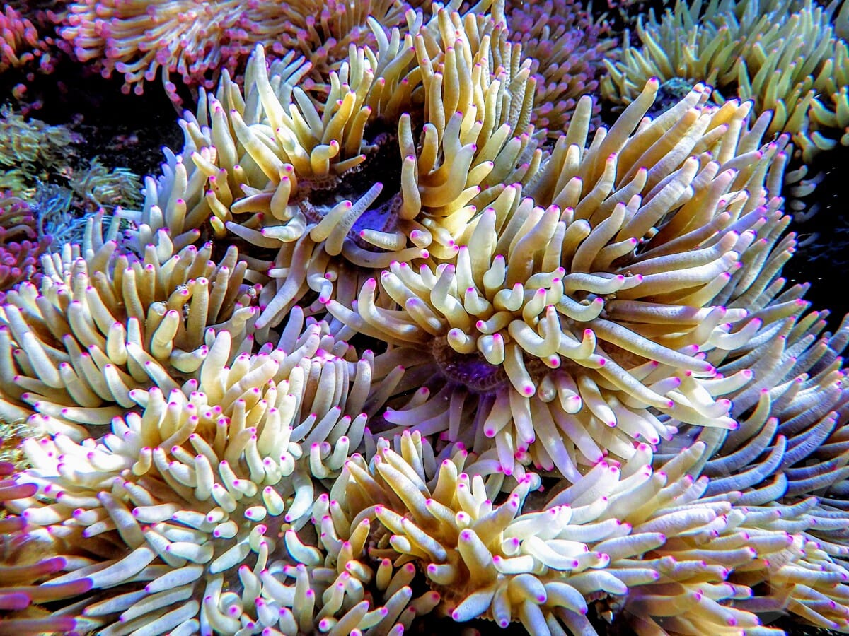 Pink tip Heteractis malu