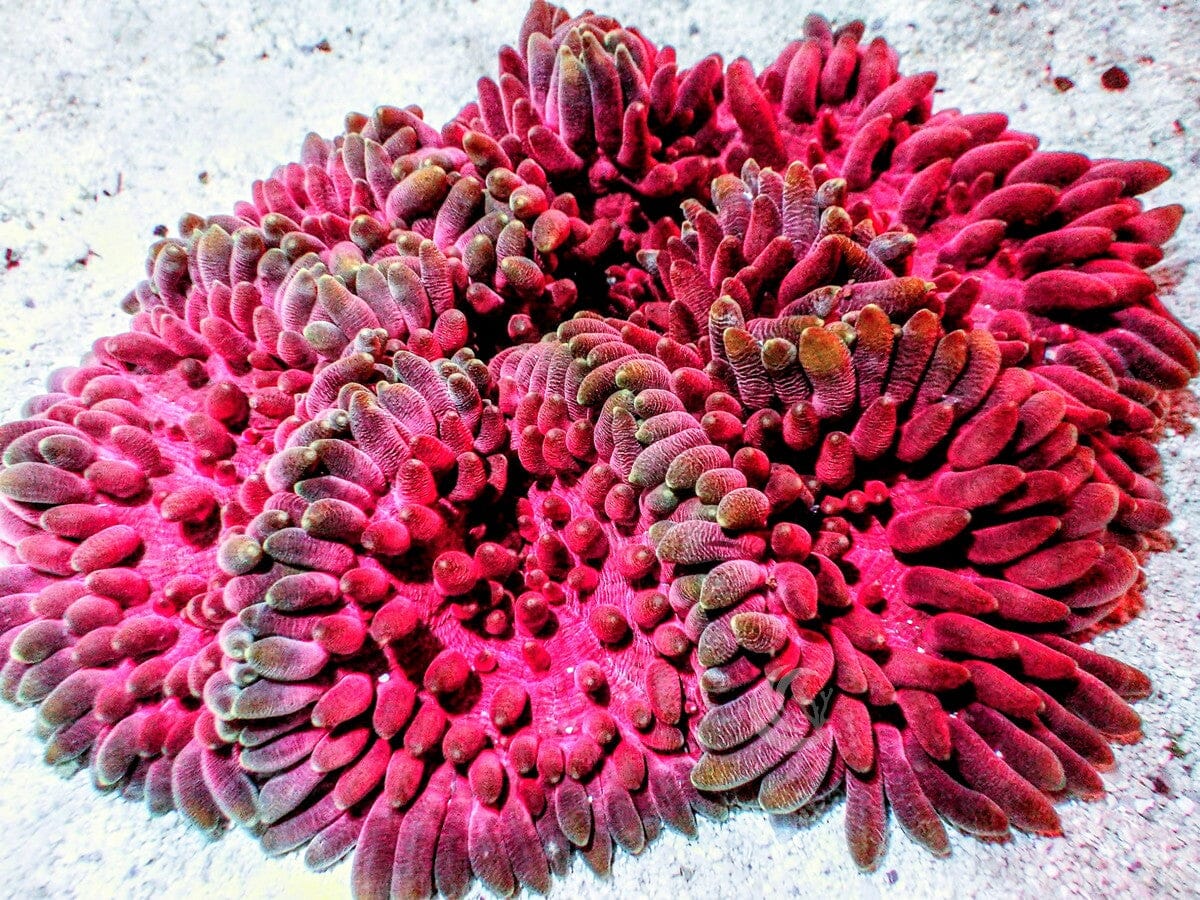 RARE Heteractis crispa Anemone