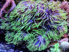 Purple tip Lime Heteractis magnifica Anemone - Several Available