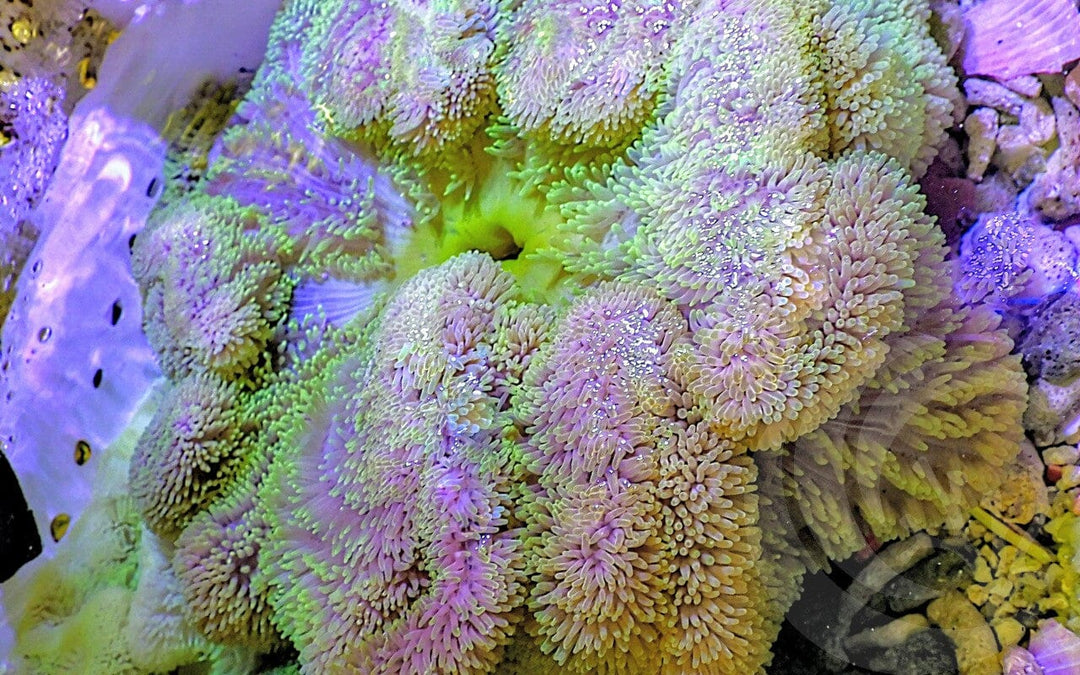 MultiColor Gigantea Carpet Anemone