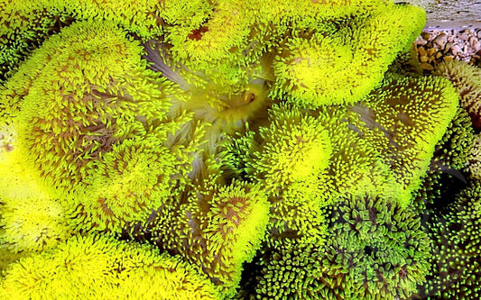 Neon Lemon-Lime Gigantea Carpet Anemone
