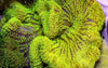 Bright Lime Gigantea Carpet Anemone