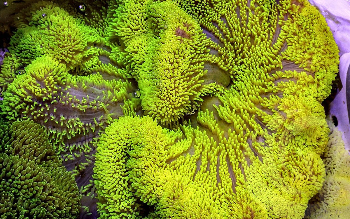 Bright Lime Gigantea Carpet Anemone