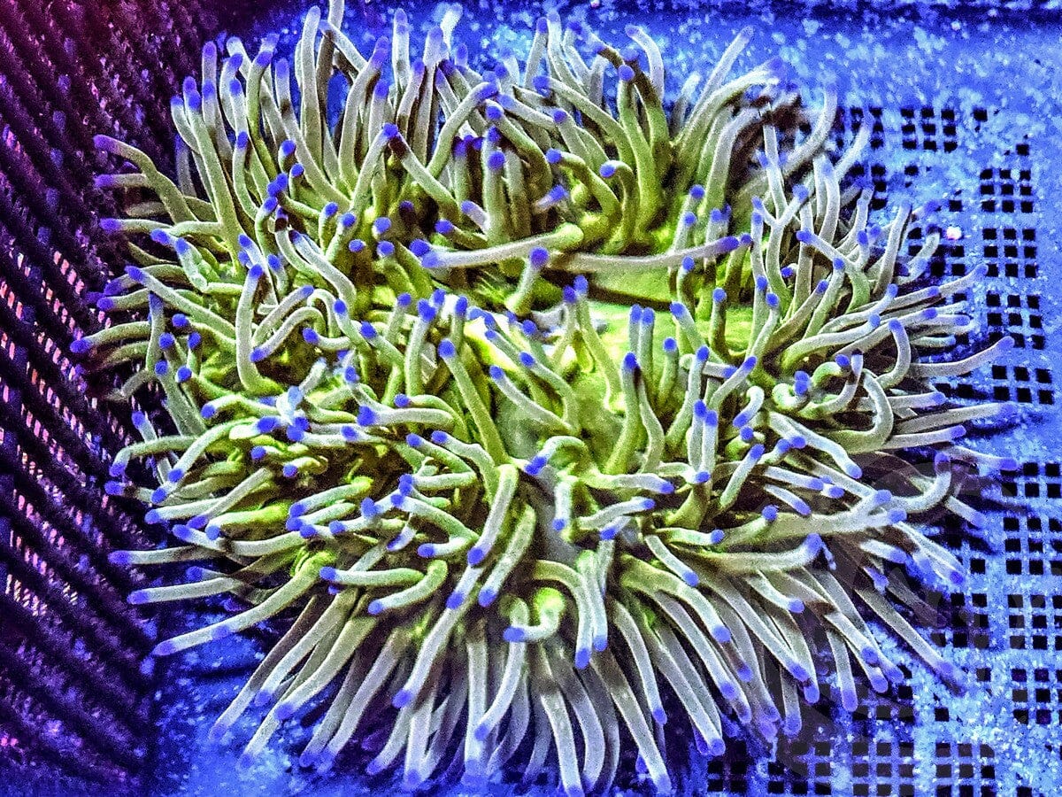 Purple tip Lime Heteractis magnifica Pink-Purple Base Anemone