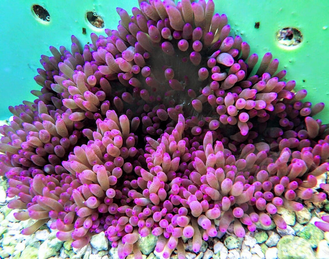 Purple Heteractis crispa WYSIWYG Anemone