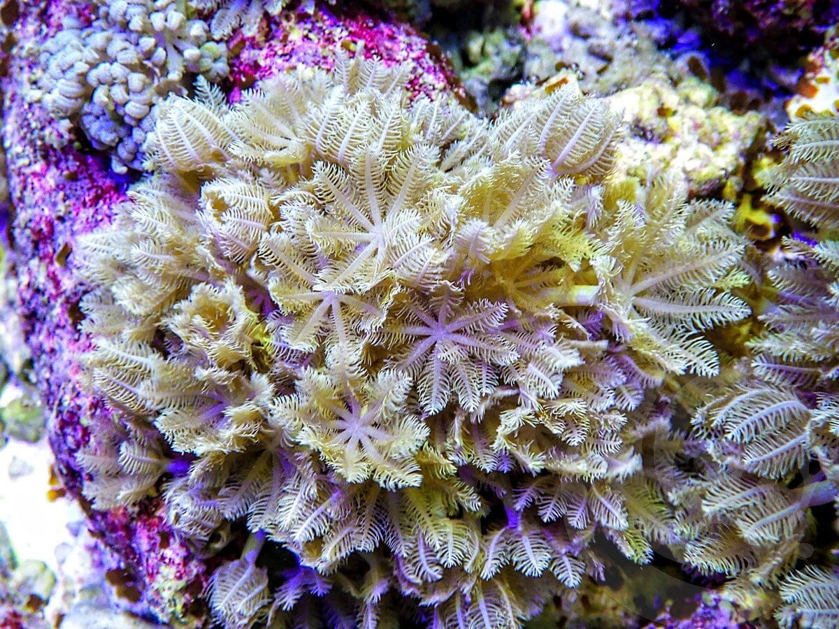 Rapid Pulse Xenia