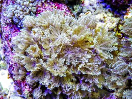 Rapid Pulse Xenia