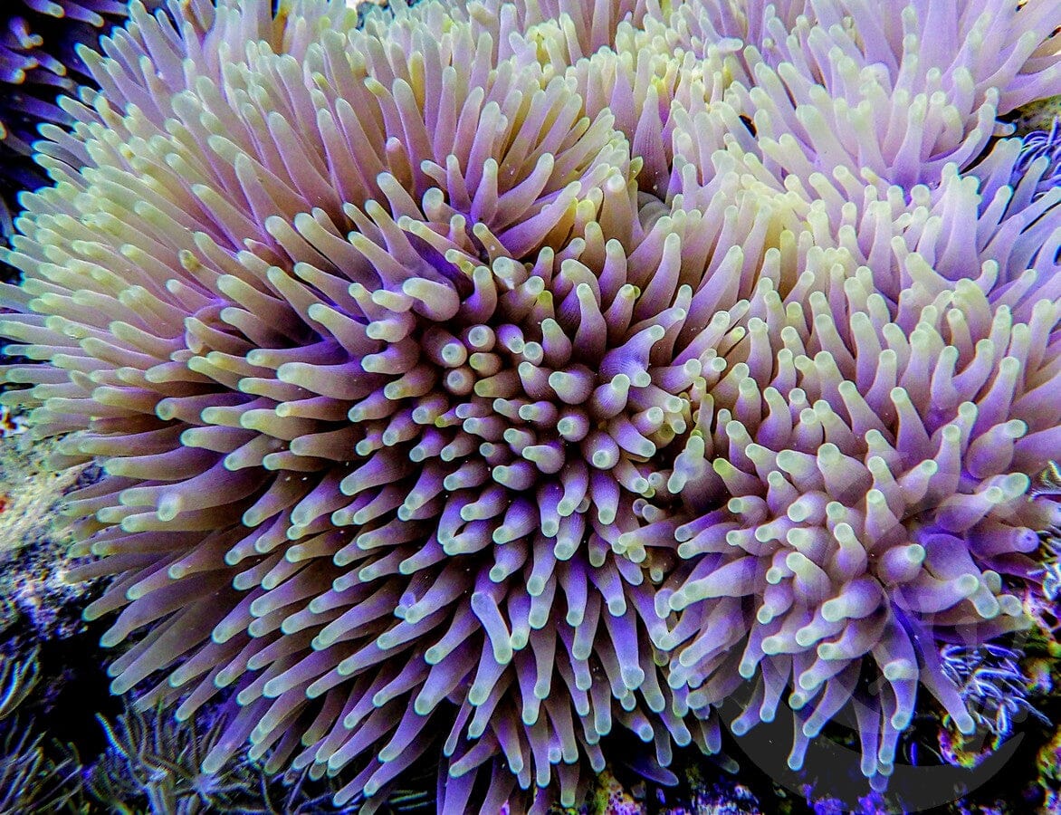 Dreamy Creamy Heteractis magnifica WYSIWYG Anemone