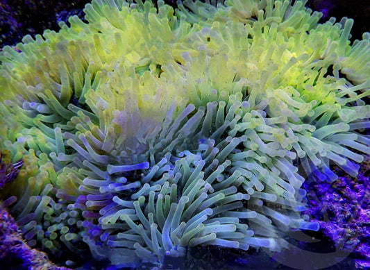 Bright Lemon-Lime Heteractis magnifica