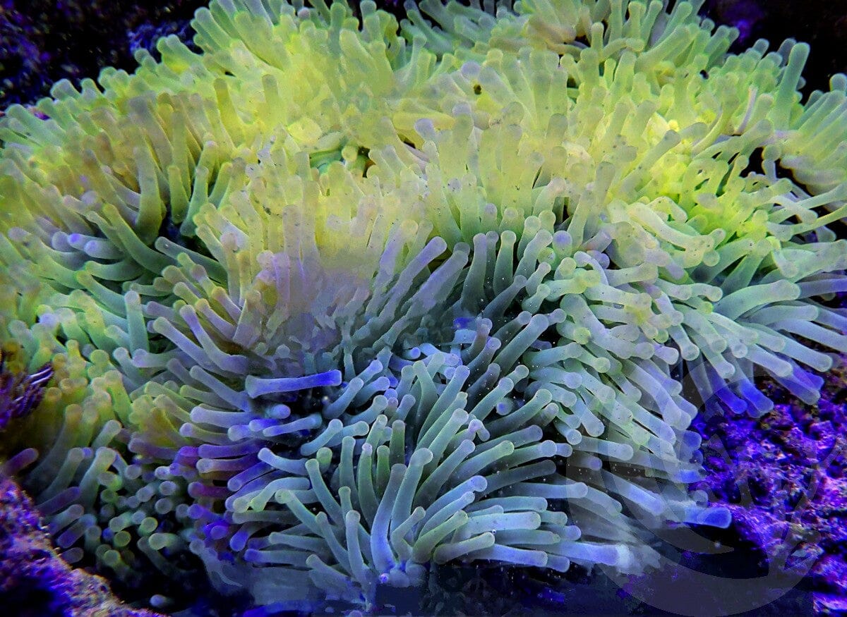 Bright Lemon-Lime Heteractis magnifica WYSIWYG Anemone