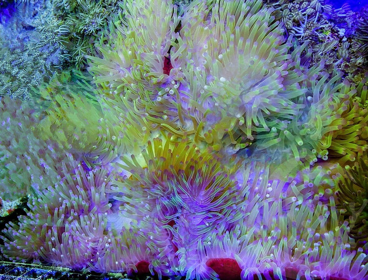 Jumbo Lemon-Lime Purple tip Heteractis magnifica WYSIWYG Anemone