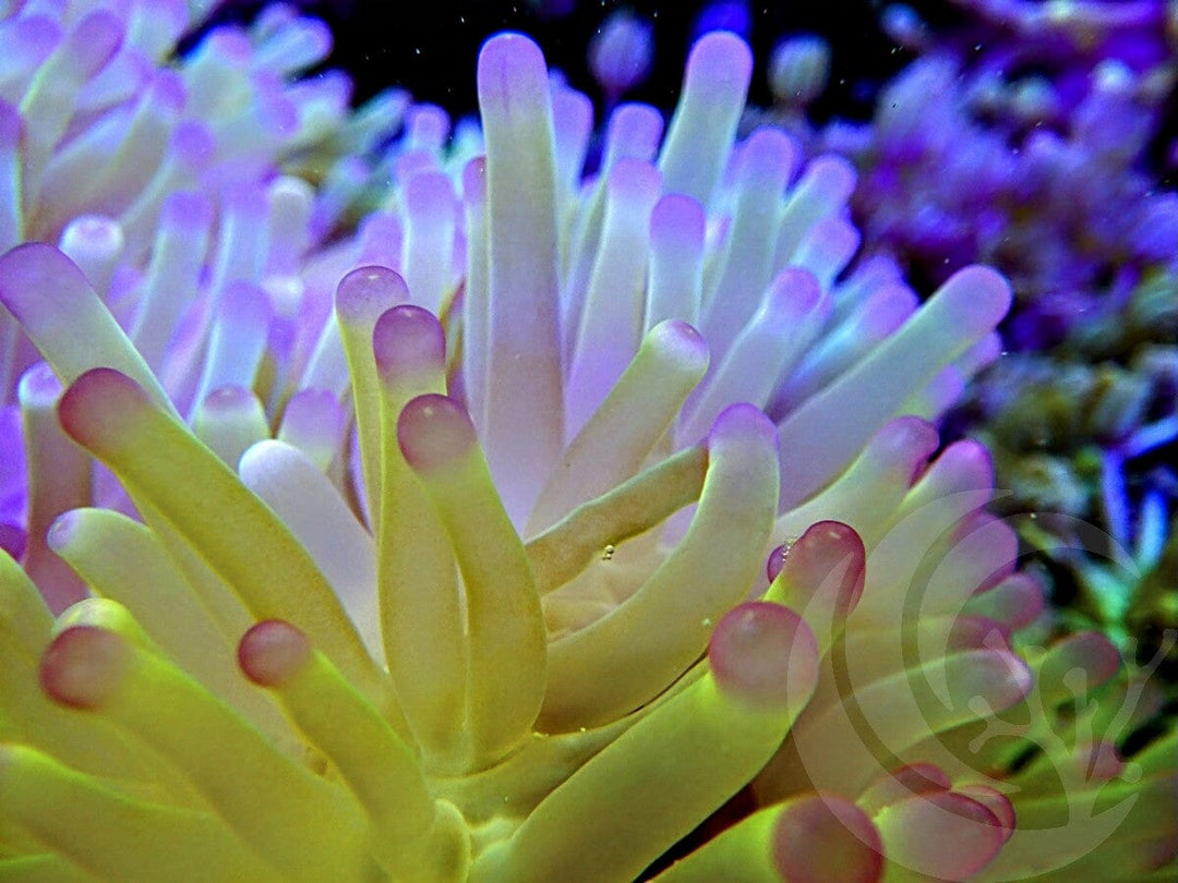 Jumbo Lemon-Lime Purple tip Heteractis magnifica WYSIWYG Anemone