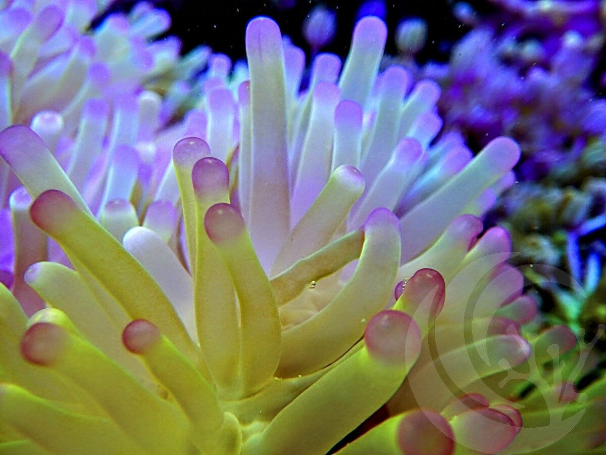 Jumbo Lemon-Lime Purple tip Heteractis magnifica WYSIWYG Anemone