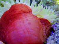 Jumbo Lemon-Lime Purple tip Heteractis magnifica WYSIWYG Anemone