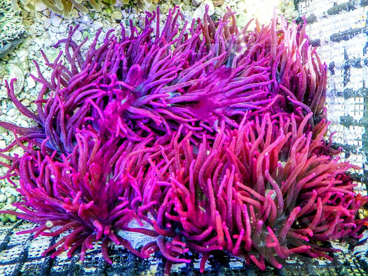 Magenta-Purple Heteractis malu