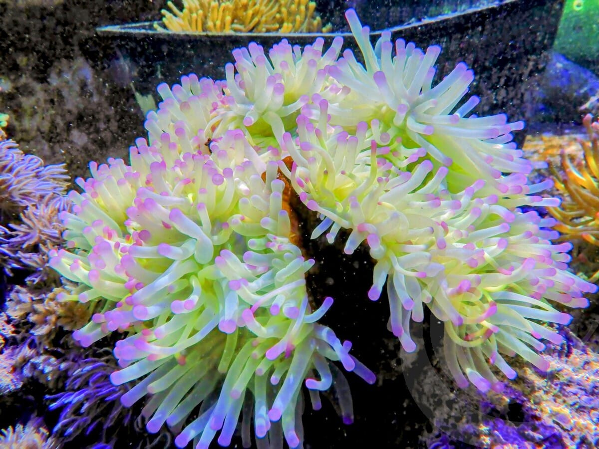Bright Lemon-Lime Purple tip Heteractis magnifica brown base WYSIWYG Anemone