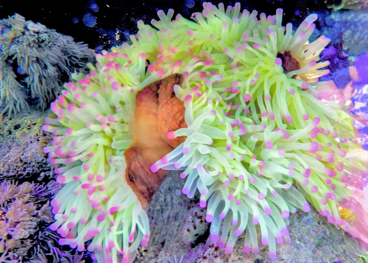 Bright Lemon-Lime Purple tip Heteractis magnifica brown base WYSIWYG Anemone