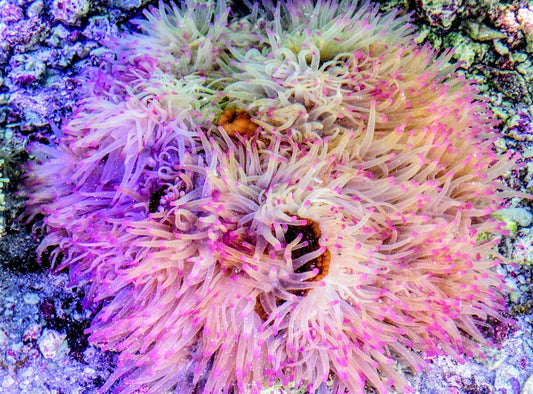 Jumbo Purple tip Heteractis magnifica brown base