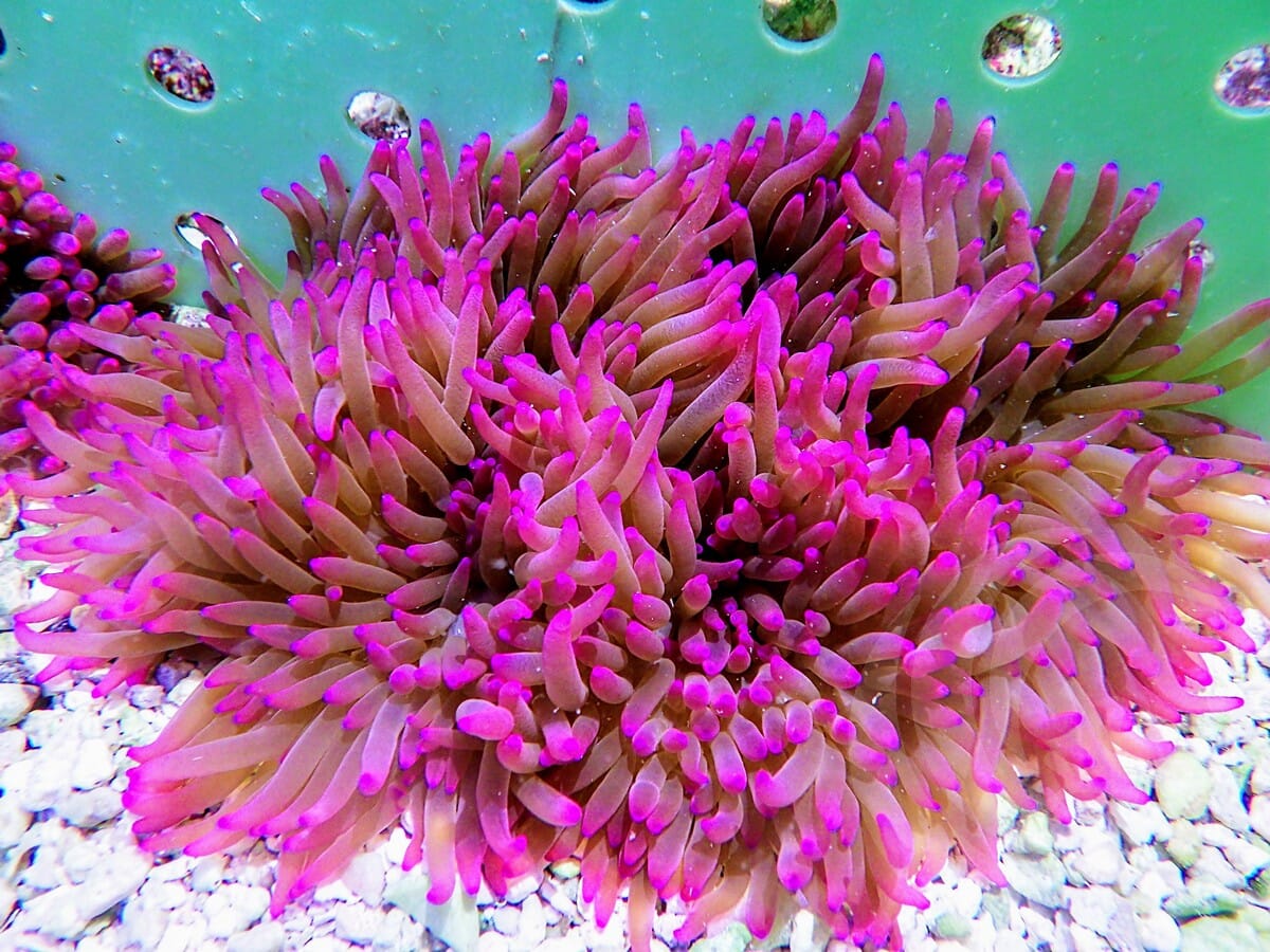 Purple Heteractis crispa