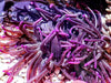 Purple tip Striped Long Tentacle Anemone