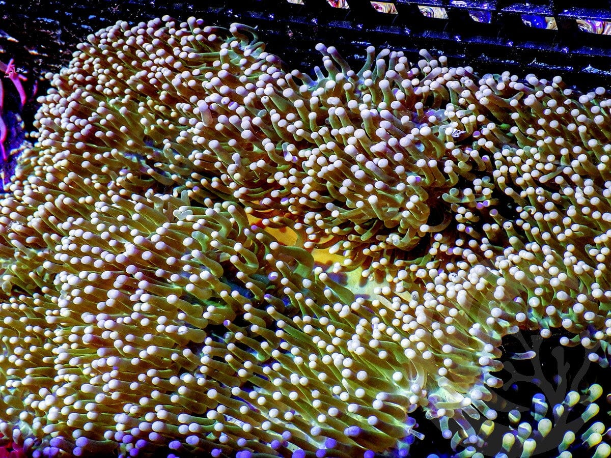 Yellow tip Green Heteractis magnifica Anemone