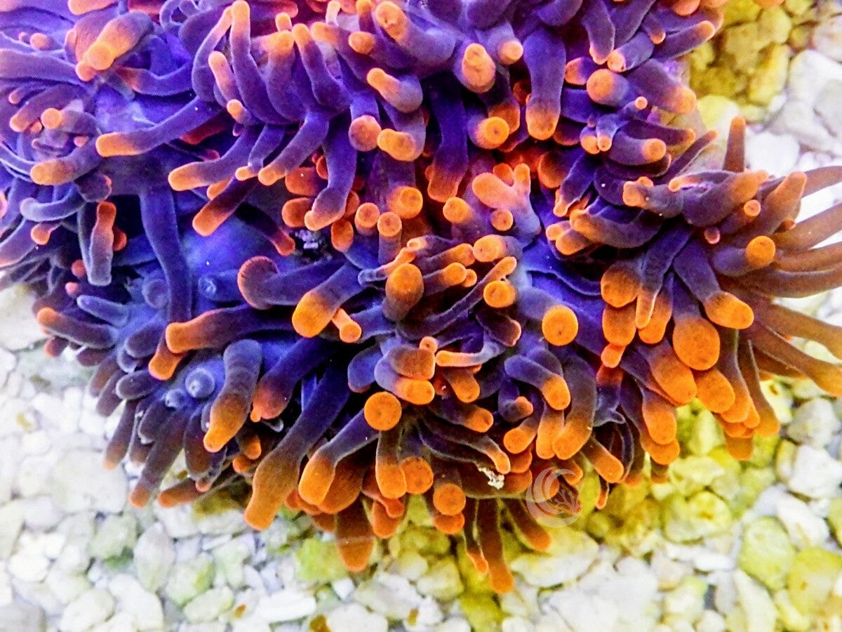 Black Dragon Rose Bubble Tip Anemone