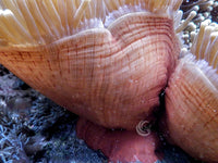 Jumbo Yellowish tip Heteractis magnifica with Reddish-Brown base WYSIWYG