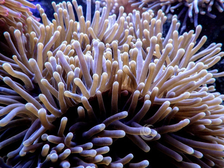 Yellowish Heteractis magnifica with Purplish base WYSIWYG