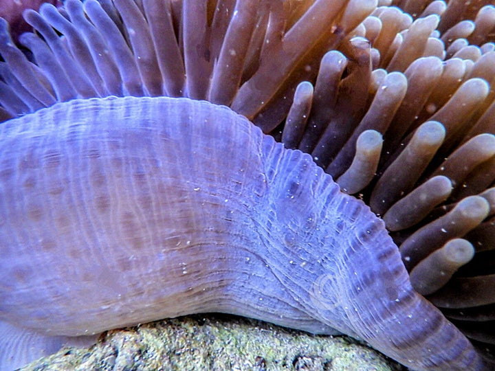 Yellowish Heteractis magnifica with Purplish base WYSIWYG