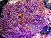 Purple Heteractis magnifica Anemone