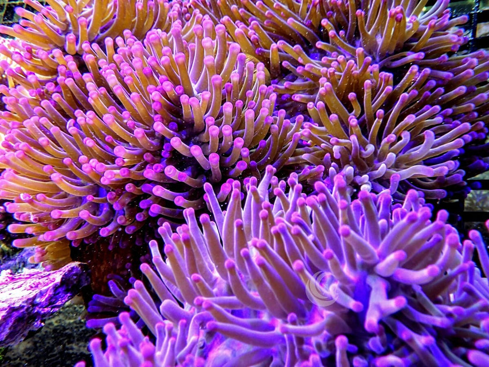 Purple Heteractis magnifica Anemone