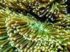 Unique Yellow tip Bright Lime Heteractis magnifica Anemone