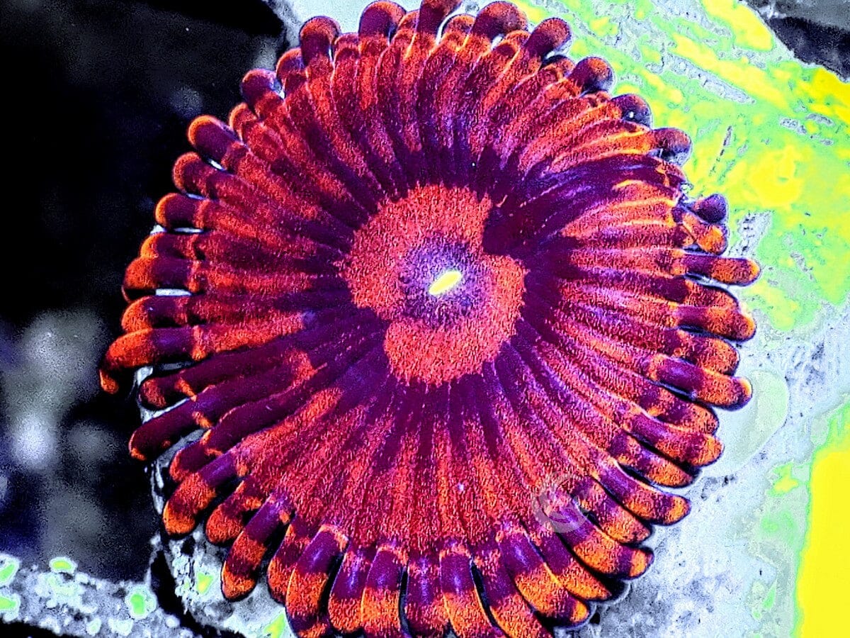 Red Krakatoa Zoanthids