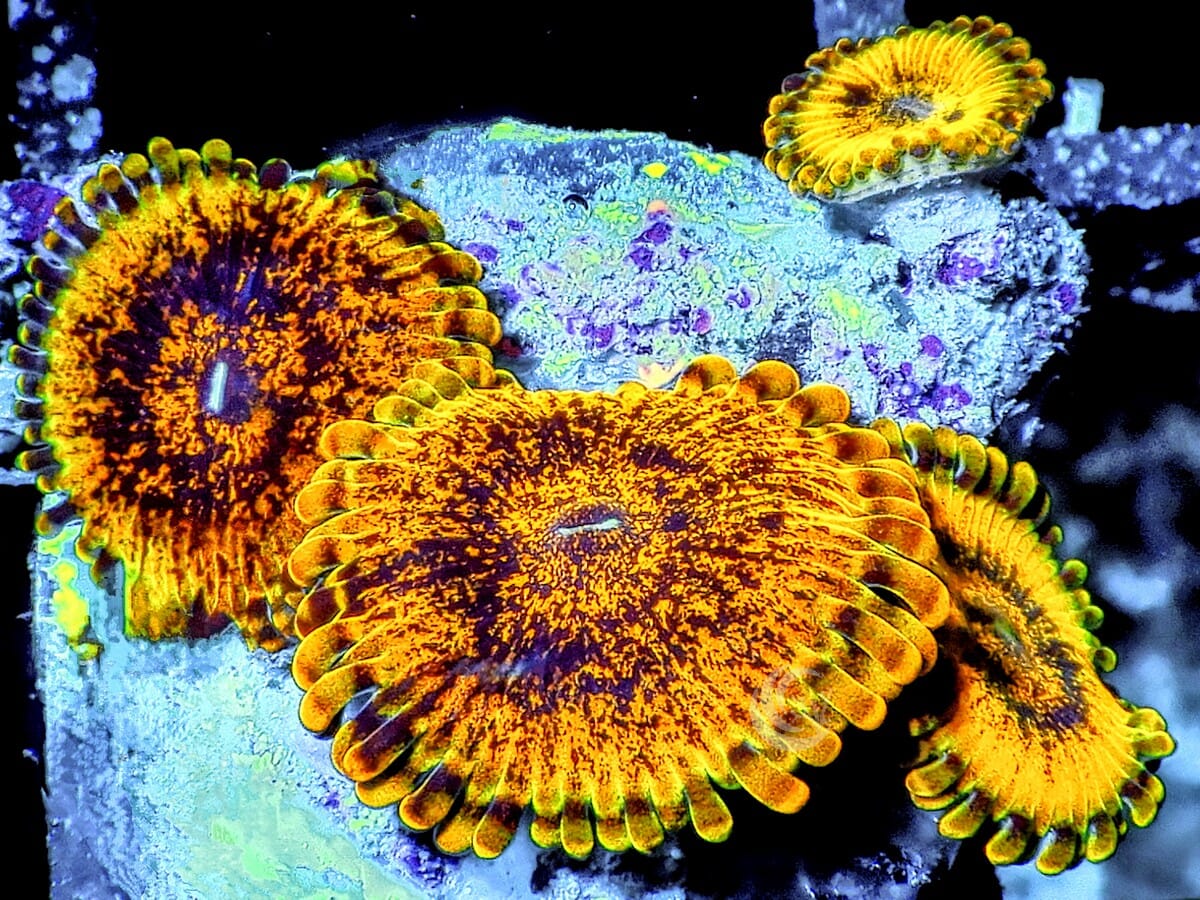Gold Krakatoa Zoanthids
