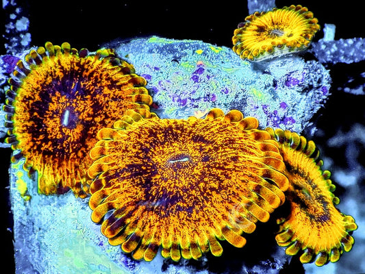 Gold Krakatoa Zoanthids