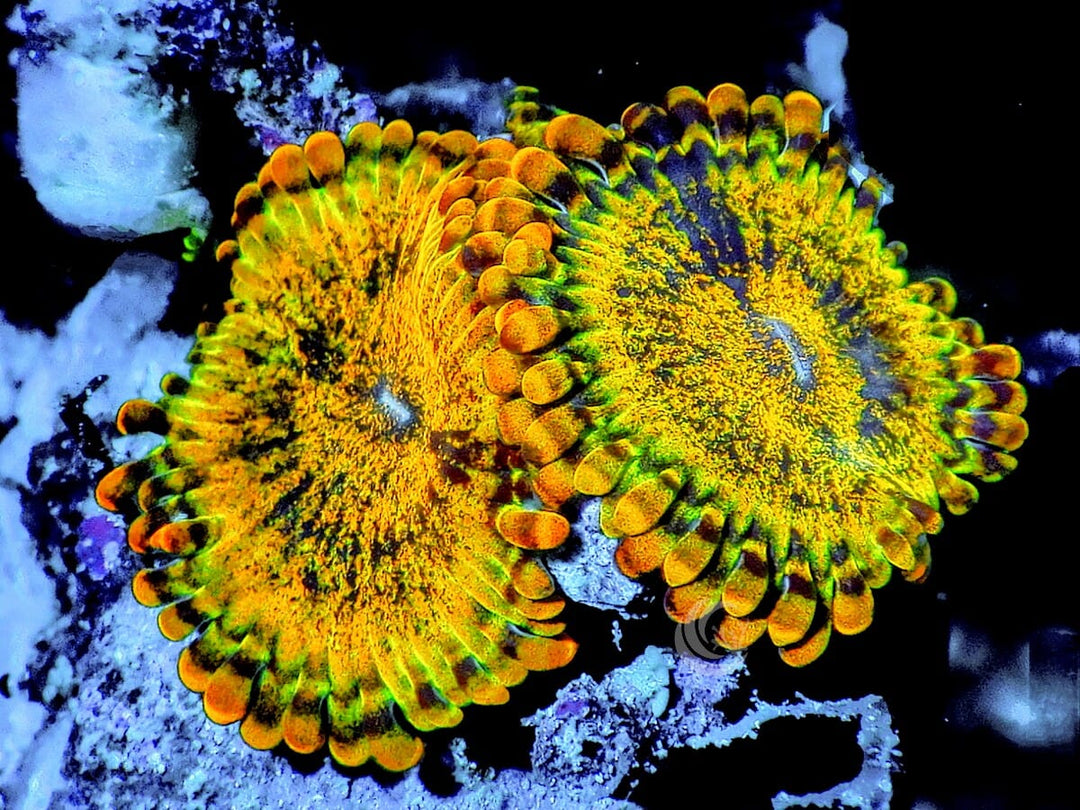 Grand Krakatoa Zoanthids