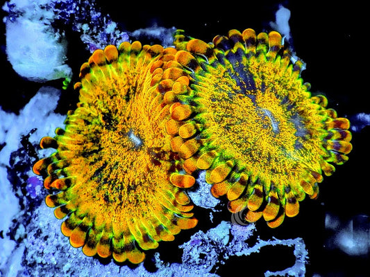 Grand Krakatoa Zoanthids