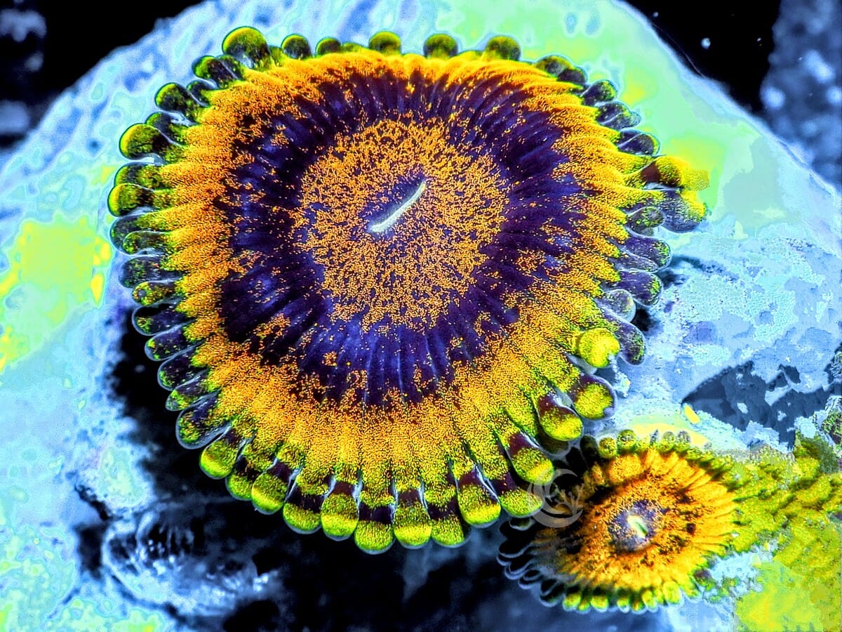 Grand Krakatoa Zoanthids